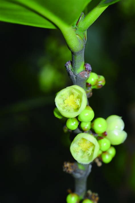 福樹開花|福木花期是什麼時候？福木的花期其實和這個因素有關！